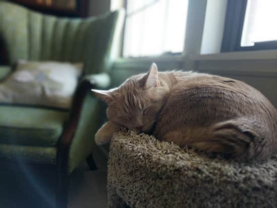 A picture of myself and Hunter the cat!